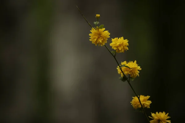 Close Flores Amarelas Querria Japonesa Fundo Escuro Desfocado — Fotografia de Stock