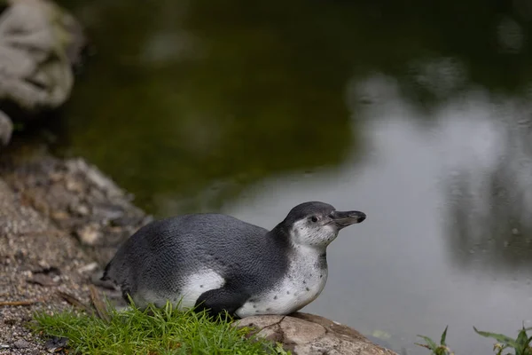 Una Vista Panorámica Pingüino Magallánico Cerca Del Lago —  Fotos de Stock