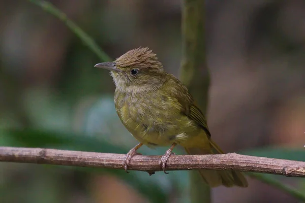 Kolekce Krásných Bulbul Ptáků — Stock fotografie