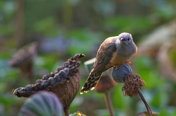 Verschiedene Parasitäre Züchter Kuckucksvögel — Stockfoto