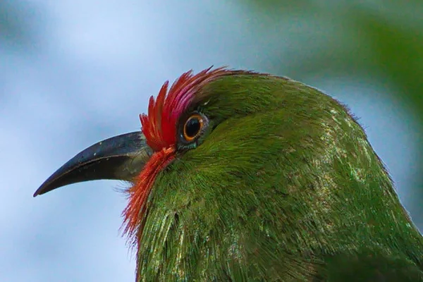 Uccello Verde Con Caccia Seno Rosso Insetti Coleotteri Nutrire Pulcini — Foto Stock