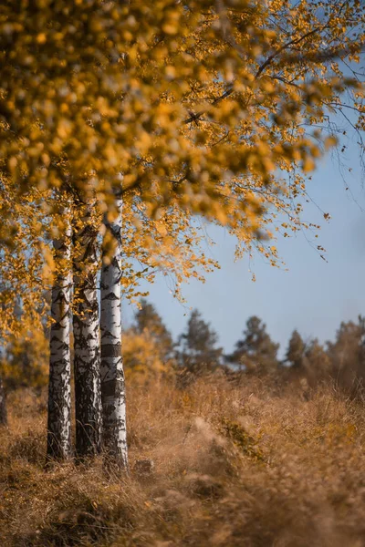 Een Prachtig Uitzicht Herfstbomen Een Bos — Stockfoto