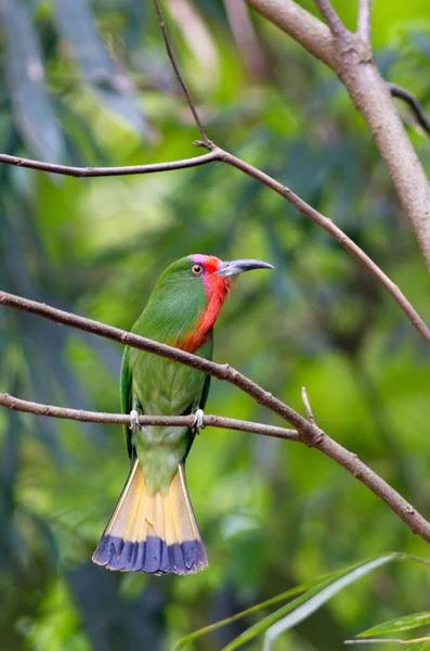 Zelený Pták Červenými Prsy Lov Brouků Brouků Krmit Kuřata — Stock fotografie