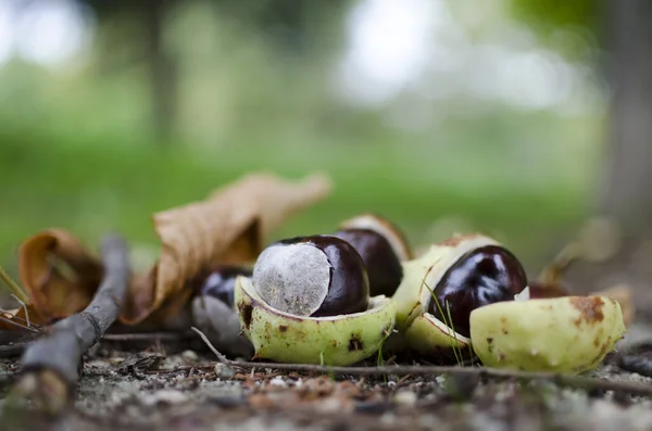 Closeup Chestnuts Blurred Background — Stock Photo, Image
