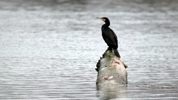 Hermoso Disparo Gran Cormorán Sentado Una Piedra Agua — Foto de Stock