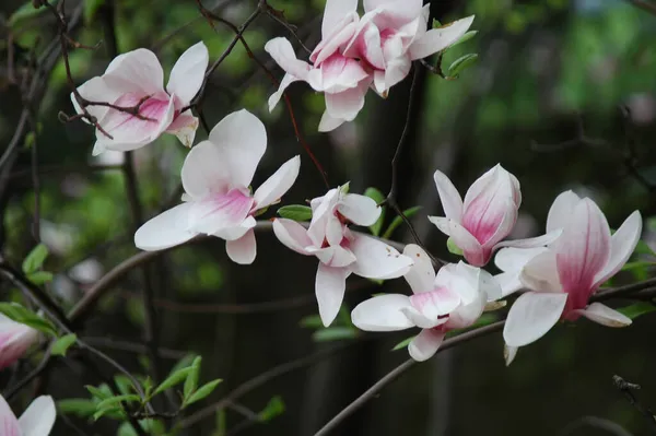 Piękny Różowy Magnolia Kwiaty Uprawiane Parku — Zdjęcie stockowe