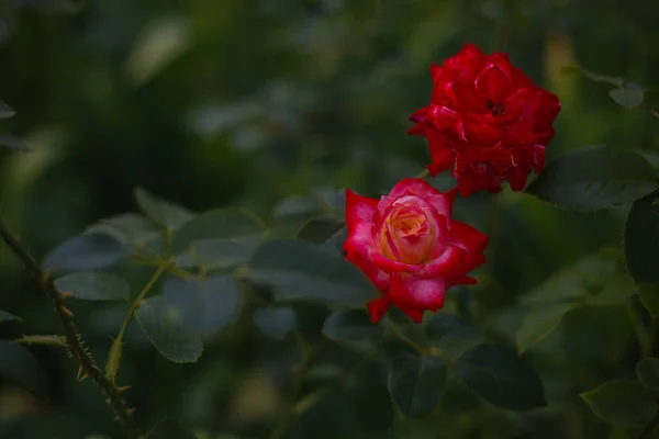 Крупним Планом Постріл Квітучих Червоних Троянд Парку — стокове фото