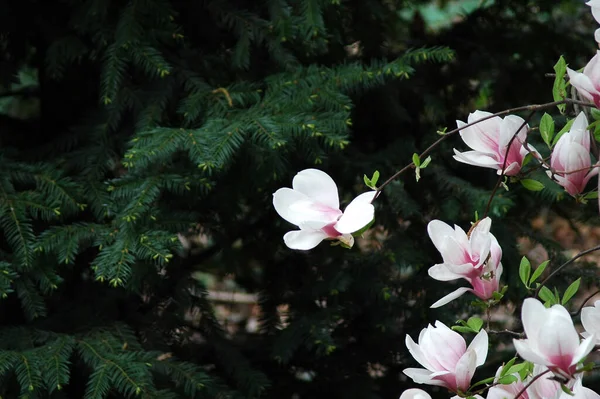 Piękny Różowy Magnolia Kwiaty Uprawiane Parku — Zdjęcie stockowe