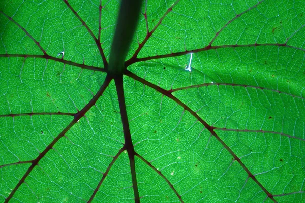Closeup Shot Green Leaf — Stock Photo, Image