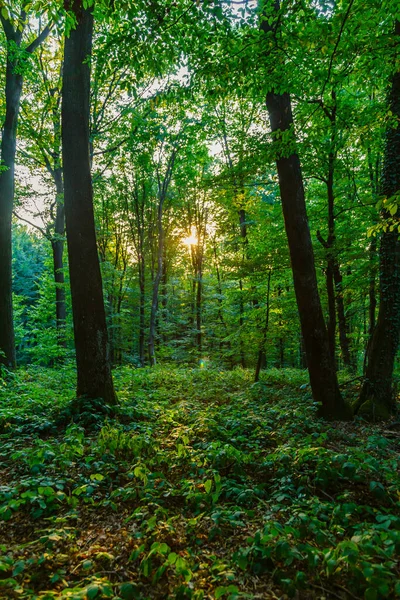 Svislý Záblesk Slunce Mezi Zelenými Lesními Stromy — Stock fotografie