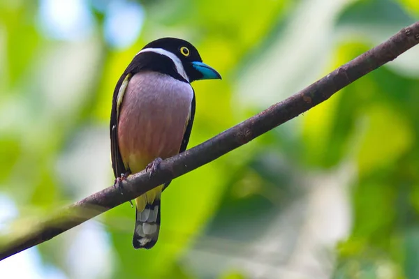 Schattige Vogel Zittend Een Boom Het Verzamelen Van Nest Materiaal — Stockfoto
