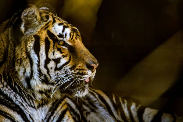 Тигр Спочиває Тлі Темного Розмитого Фону — стокове фото