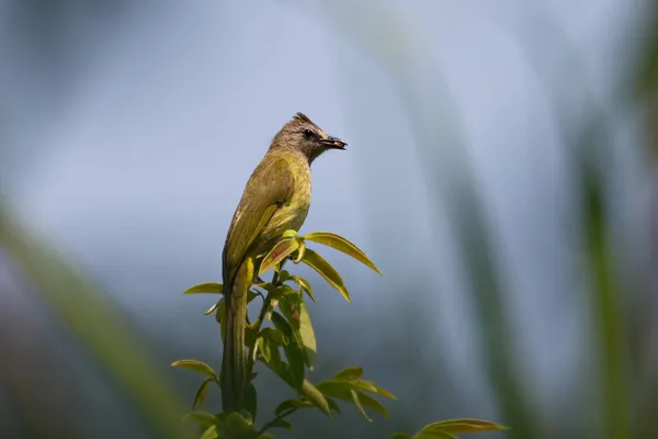 Kolekce Krásných Bulbul Ptáků — Stock fotografie