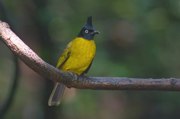 Une Collection Beaux Oiseaux Bulbul — Photo