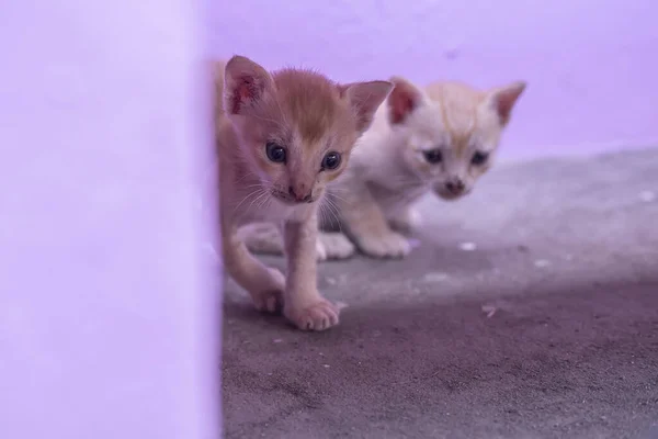 Die Entzückenden Kätzchen Der Nähe Einer Mauer — Stockfoto