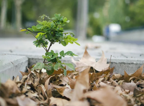 Closeup Uma Planta Verde Minúscula Folhas Bordo Queda Parque — Fotografia de Stock