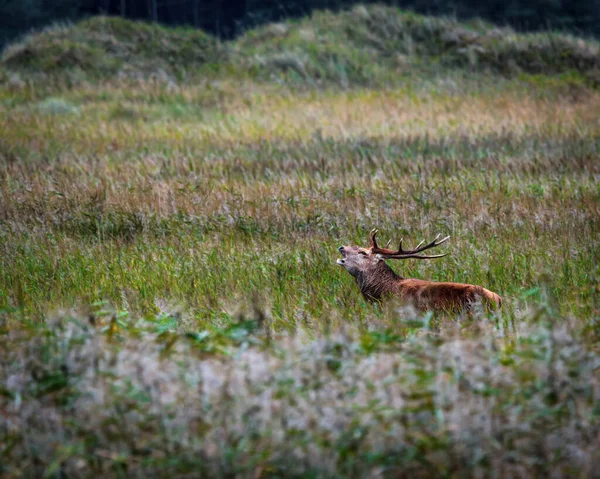 秋のルーティング中にバルト海に近いフィールド上の鹿 — ストック写真
