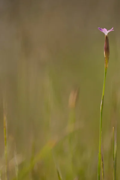 Primer Plano Una Floreciente Flor Rosa Petrorhagia Prolifera Creciendo Campo —  Fotos de Stock