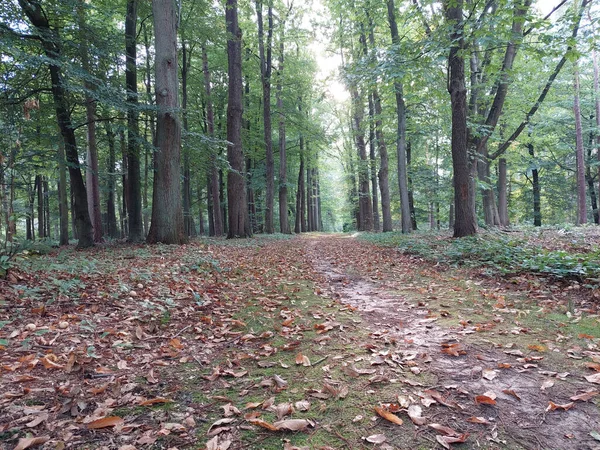 Beau Cliché Une Forêt Verte Pendant Feuillage Automne — Photo