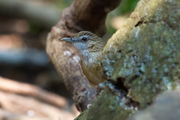 cute bird  on a tree stump and log  Abbot\'s Babbler