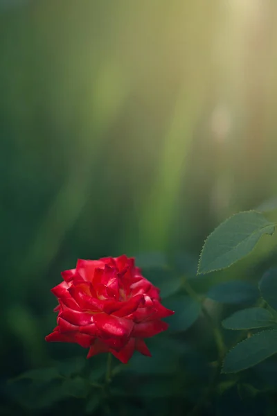 Vertical Closeup Shot Blooming Red Rose — Stock Photo, Image