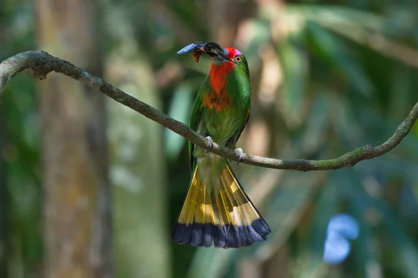 Uccello Blu Verde Dopo Una Doccia Appollaiato Branchblue Barbuto Mangiatore — Foto Stock