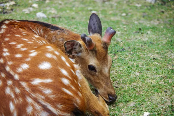 Cute Dappled Deer Laying Grass — Stock Photo, Image