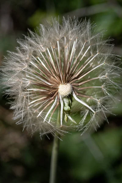 Primer Plano Diente León Sobre Fondo Borroso — Foto de Stock