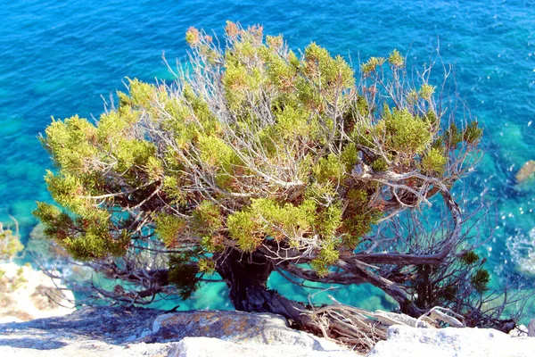 Высокоугольный Снимок Дерева Растущего Берегу Почти Воде — стоковое фото