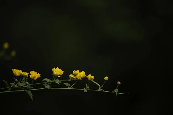 Primer Plano Flores Amarillas Kerria Japonesa Sobre Fondo Oscuro Borroso — Foto de Stock