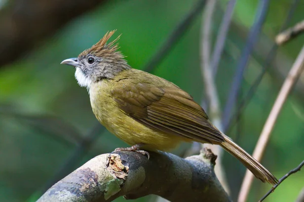 Μια Συλλογή Από Όμορφα Πουλιά Bulbul — Φωτογραφία Αρχείου