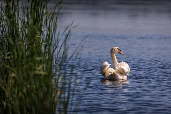 Cisne Entre Caña Lago Blankensee Brandeburgo Alemán — Foto de Stock