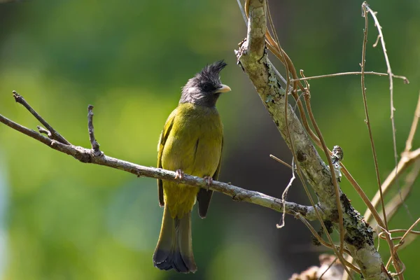 Гребені Жовтий Птах Чорним Гребенем Перчин — стокове фото
