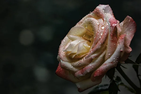 Zbliżenie Różowej Róży Kroplami Wody Płatkach — Zdjęcie stockowe