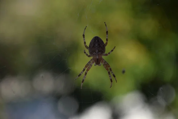Detailní Záběr Děsivého Strašidelného Pavouka Pavučině Izolované Přirozeném Pozadí Bokeh — Stock fotografie