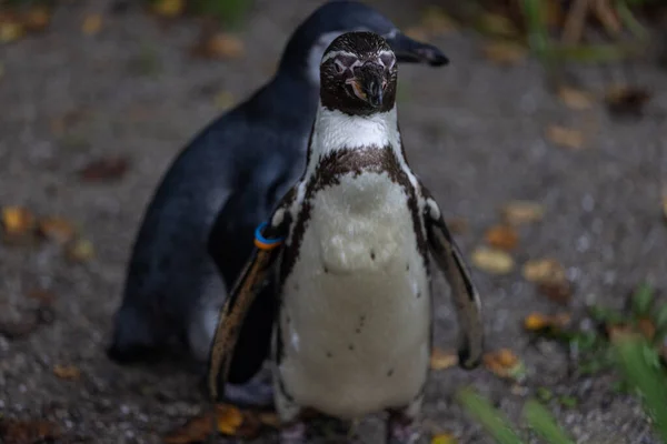 Een Schilderachtig Uitzicht Een Magelhaense Pinguïn Een Wazige Achtergrond — Stockfoto