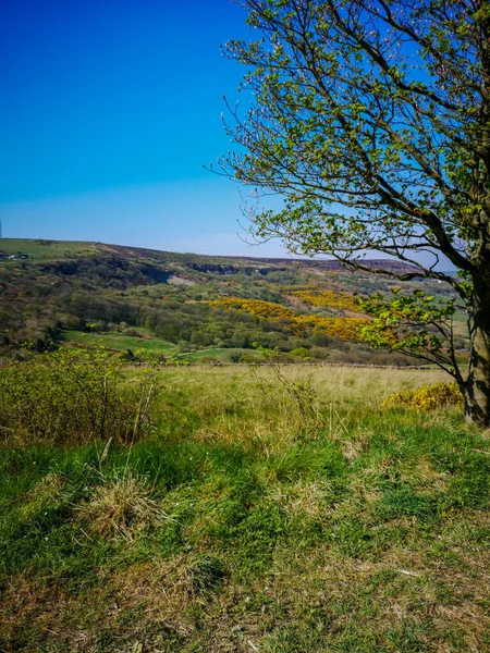 Naturskön Bild Ett Grönt Gräsfält Omgivet Bergsskogar Den Blå Himlen — Stockfoto