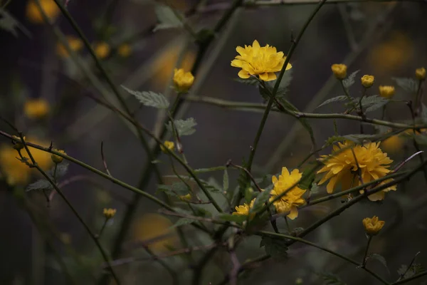 Primer Plano Flores Amarillas Kerria Japonesa Sobre Fondo Oscuro Borroso — Foto de Stock