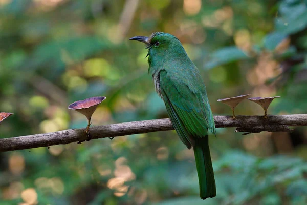 Pájaro Verde Con Barba Azul Cazando Insectos Escarabajos Para Alimentar — Foto de Stock