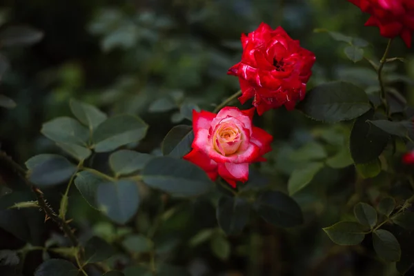 公园里一朵盛开的红玫瑰的特写 — 图库照片