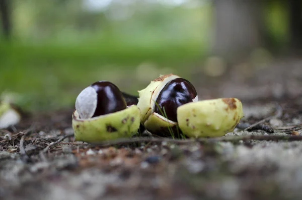 Närbild Kastanjer Suddig Bakgrund — Stockfoto