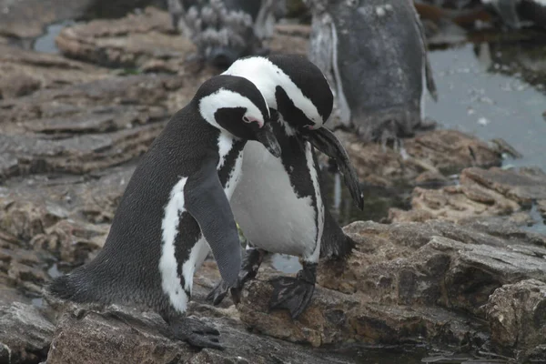 岩の多い海岸でペンギンのクローズアップショット — ストック写真