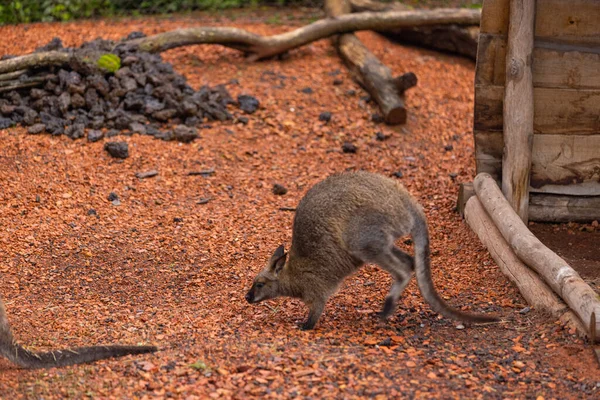 Ein Malerischer Blick Auf Ein Känguru Zoo — Stockfoto