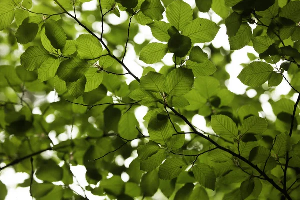 Close Das Folhas Verdes Uma Árvore — Fotografia de Stock