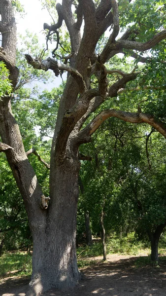 Ein Schöner Blick Auf Einen Alten Grünen Baum Mit Langen — Stockfoto