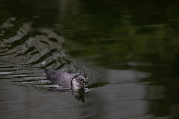 Воді Плаває Магеллановий Пінгвін — стокове фото