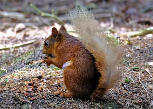 森林地面上一只松鼠的特写镜头 — 图库照片