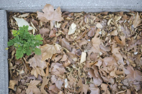 Вид Сверху Крошечное Зеленое Растение Осенние Кленовые Листья Парке — стоковое фото