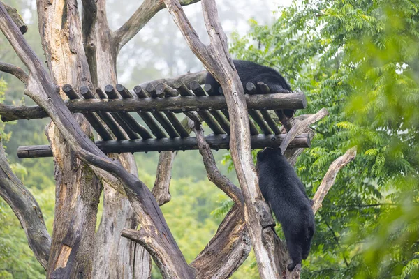 Pemandangan Indah Dari Beruang Hitam Memanjat Pohon — Stok Foto