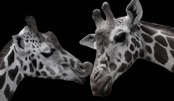Bella Carino Giraffa Baci Insieme Nero Backgroun — Foto Stock